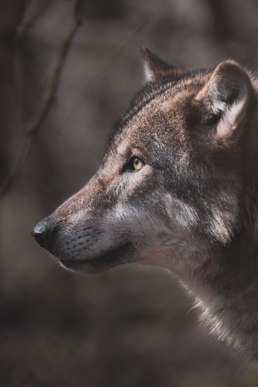 a close up shot of a wolf