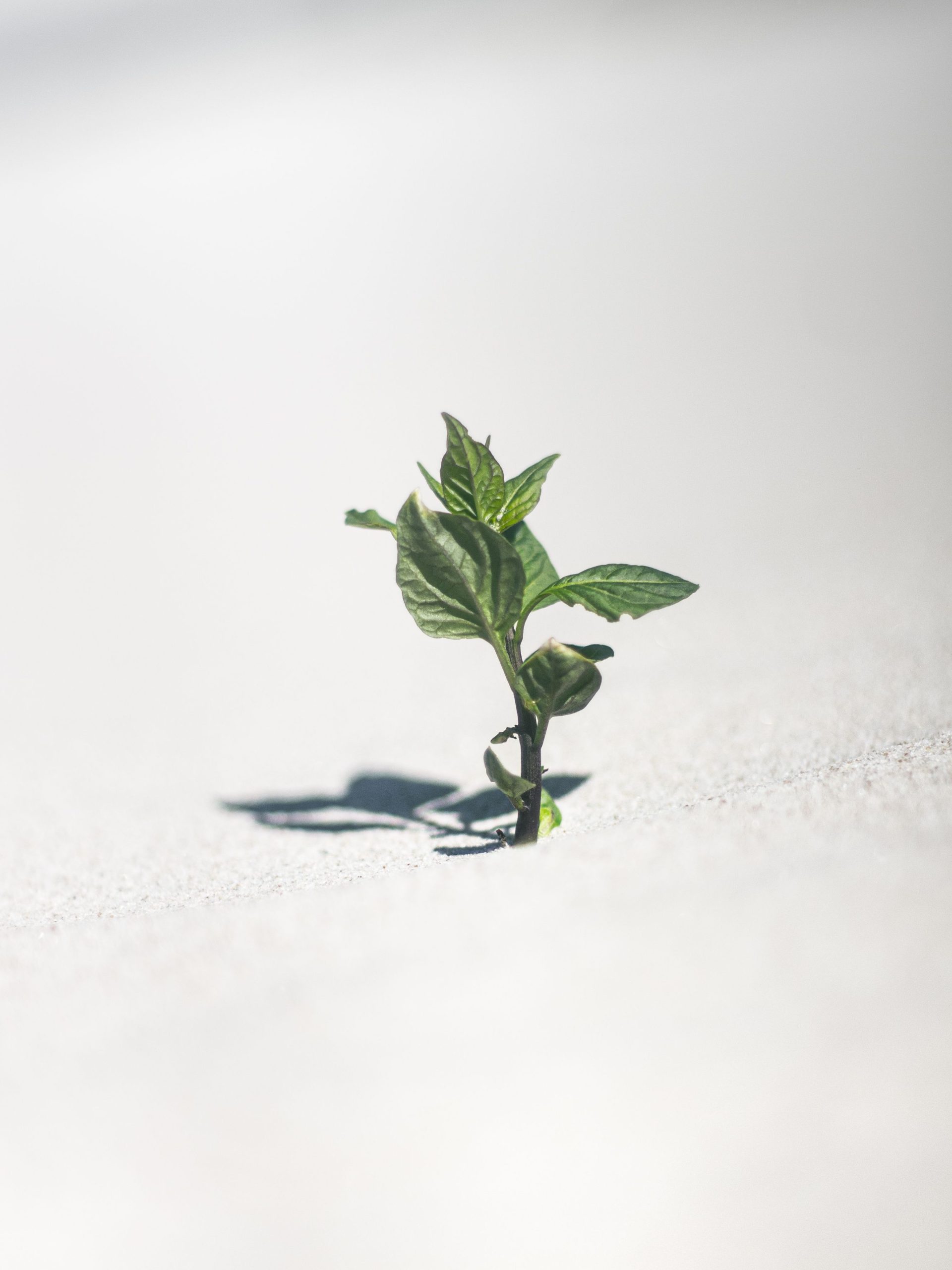 Growth and Comfort do not Coexist